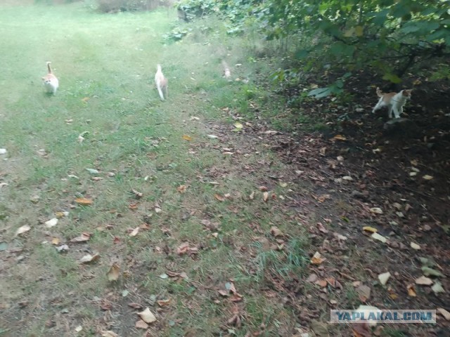 Жизнь домашнего приюта для котеек 466