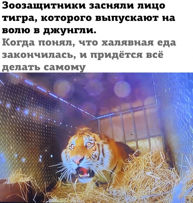 Так себе картинки 31.12.23
