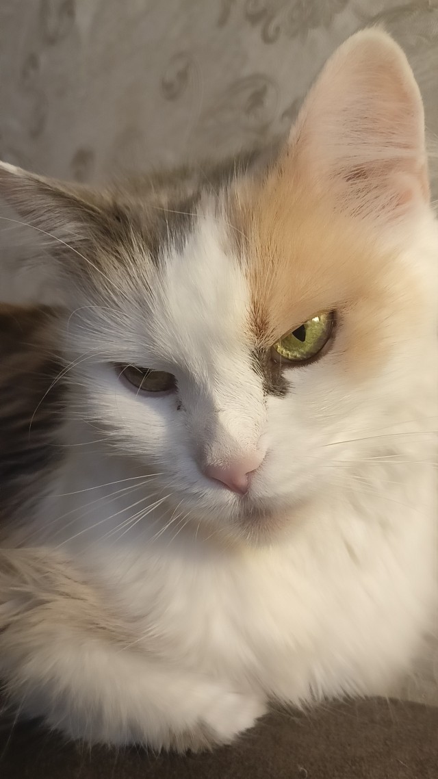 Кошкопортрет