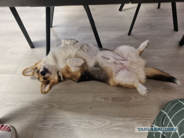Собакочетверг