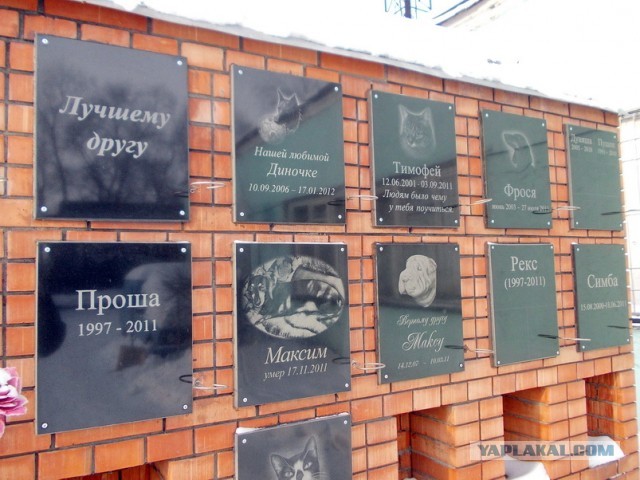 Зоонекрологи. Их все больше