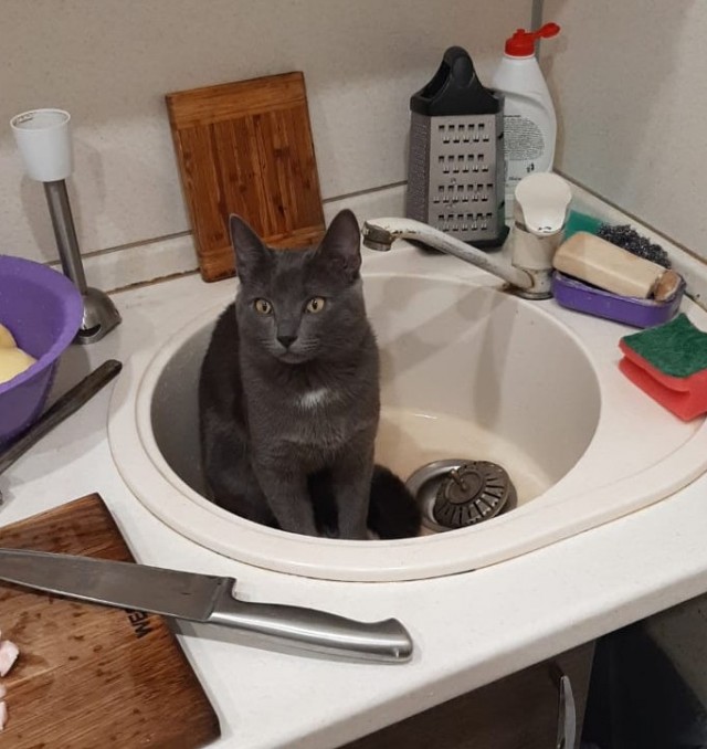 Всех с котовторником