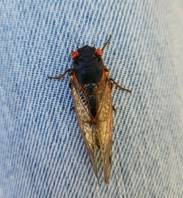 В мае из-под земли впервые за 230 лет выползет триллион насекомых. Чем это опасно?