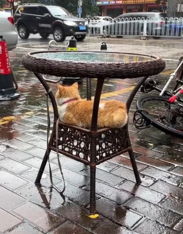 Котовторник в картинках