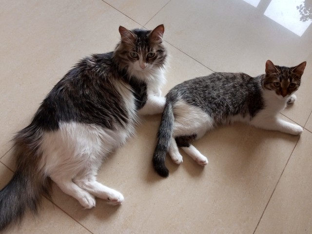 Котовторник же!