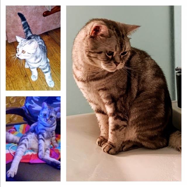 Котовторник, от мала до велика