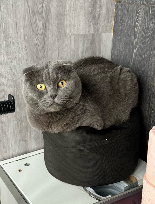 Котовторник