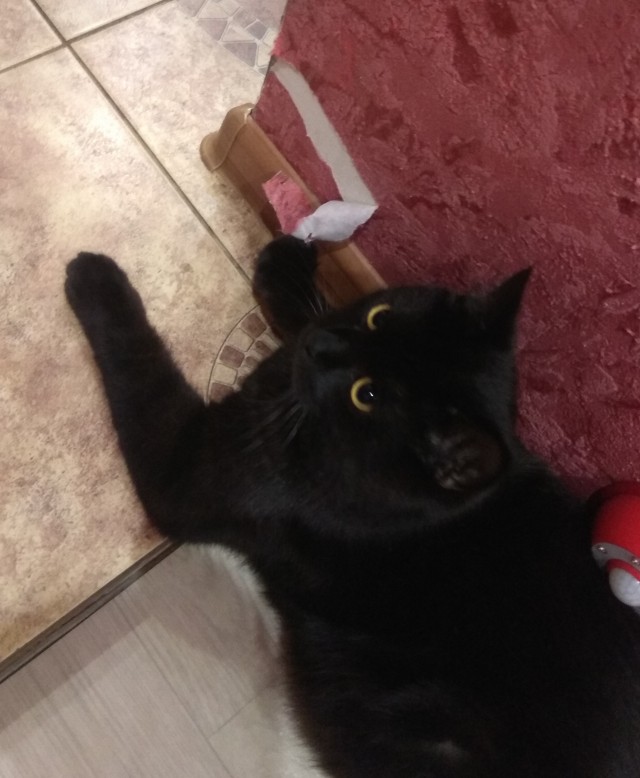 Жизнь с котом в одной картинке