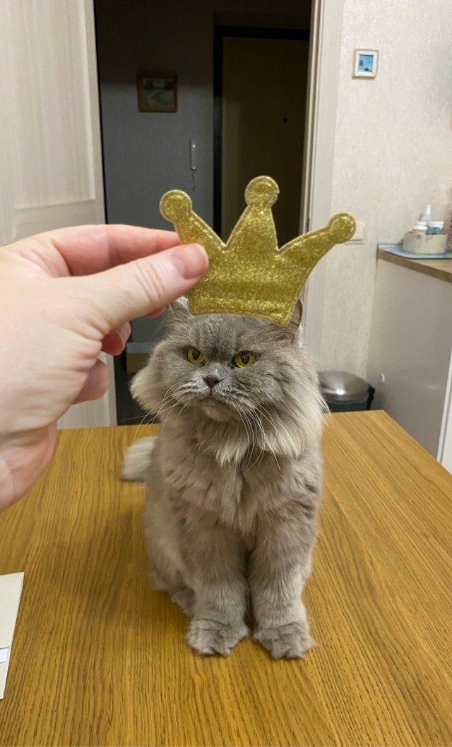 Нашёл маленькую трëхцветку за мусорным баком
