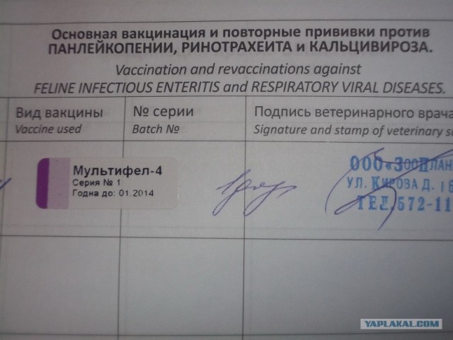 Жизнь домашнего приюта для котеек 537