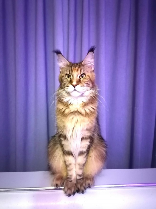 Котовторник! Успел!)