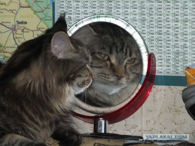 Немного о  Мейн Куне.