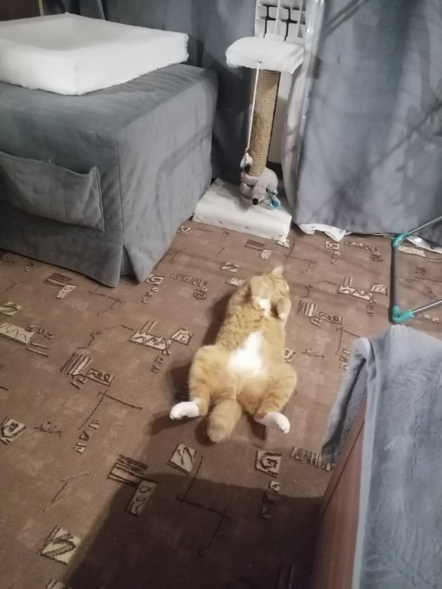 Это что, котовторник?