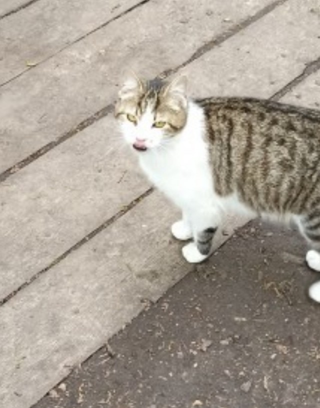 Котики и пёсики.
