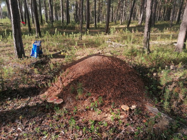Грибы, бурундуки)
