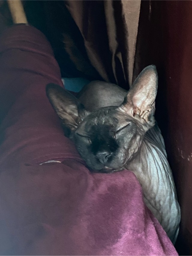 К Котовторнику !