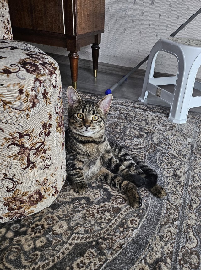 Котовторник же!