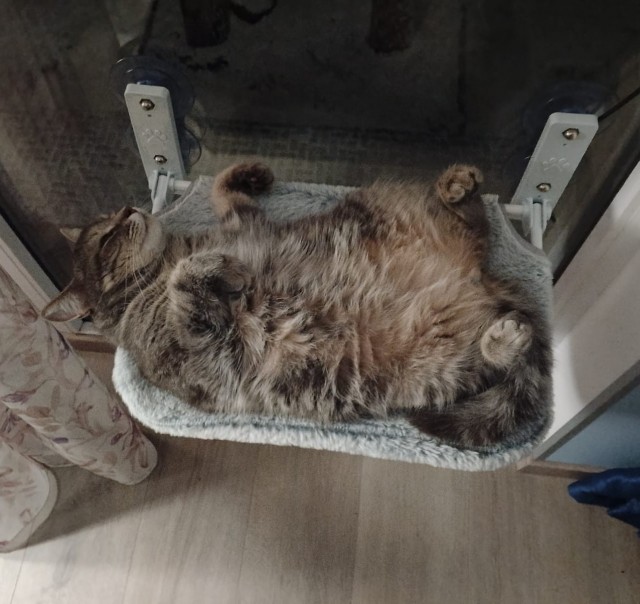 Бааарсик)