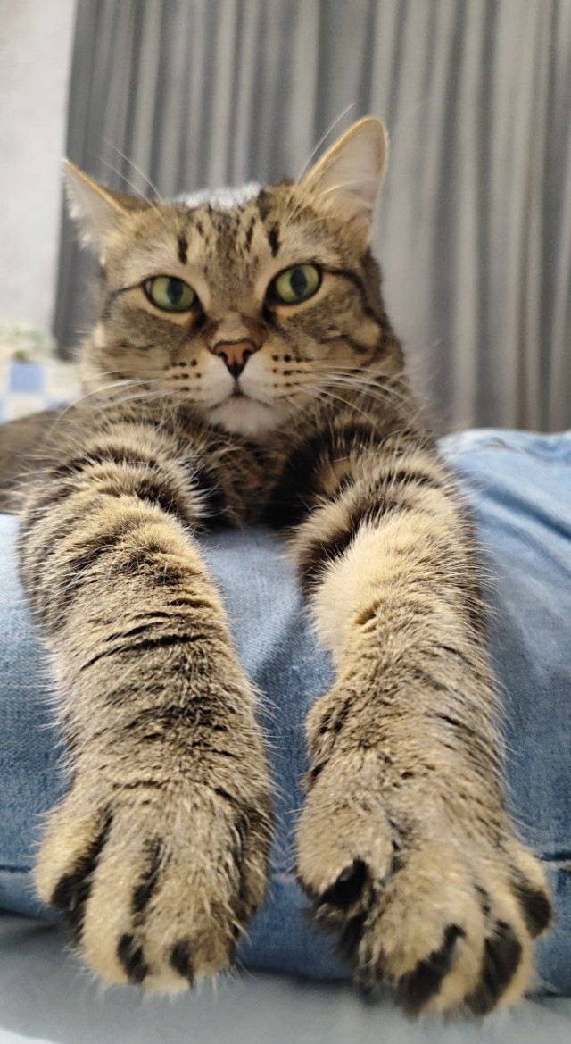 Друзья (котовторник)