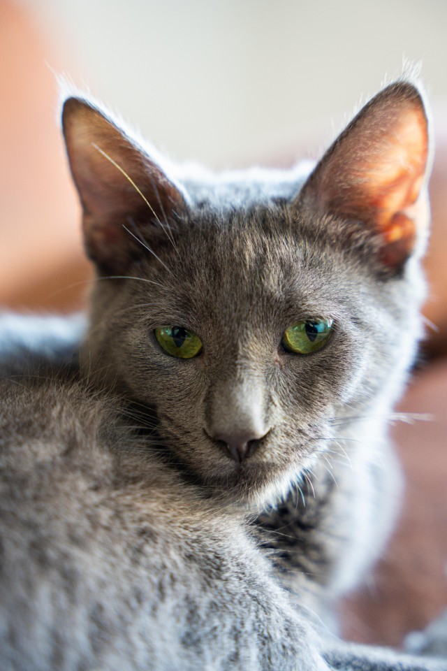 Рандомных фото котов тред