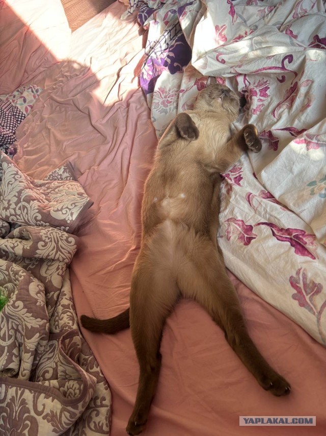 Принимайте в свои ряды которабы
