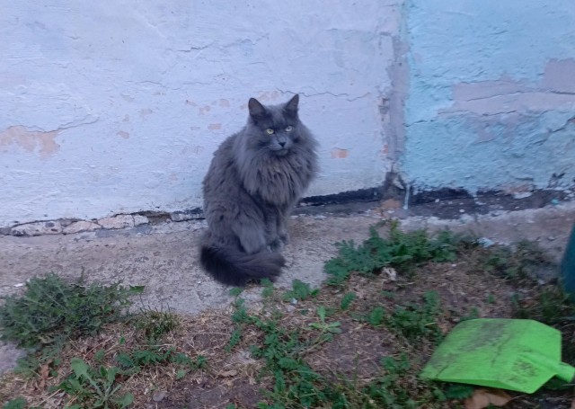 Наши коты