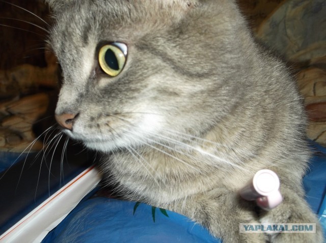 Котовторник 23.07.2013