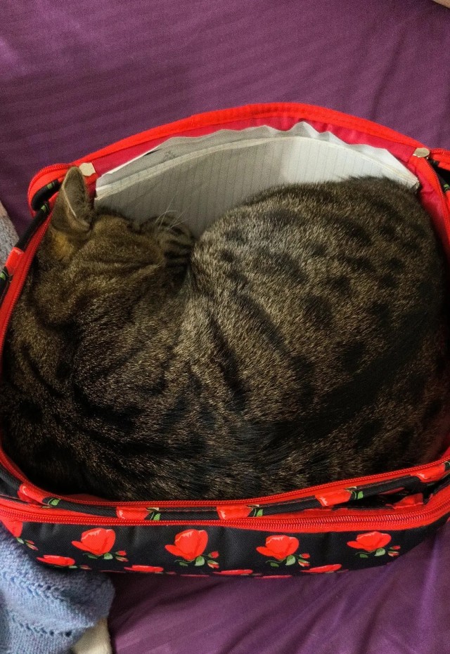 Кото вторник. Серый на сером)