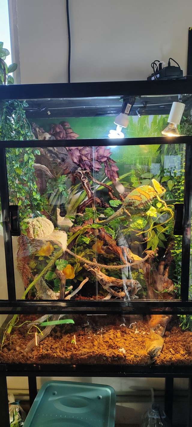 Ну, нет на Япе дня ящериц.