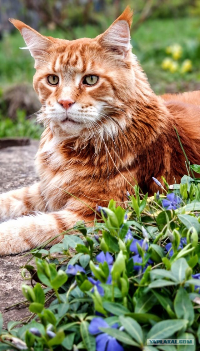 Котовторник. Зифи
