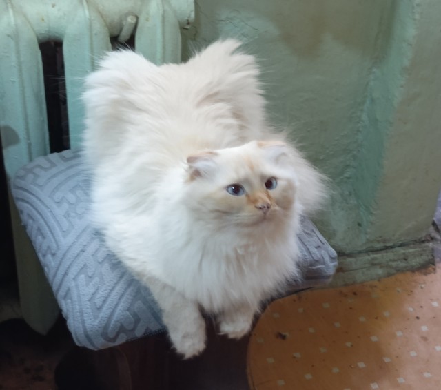 Котское.