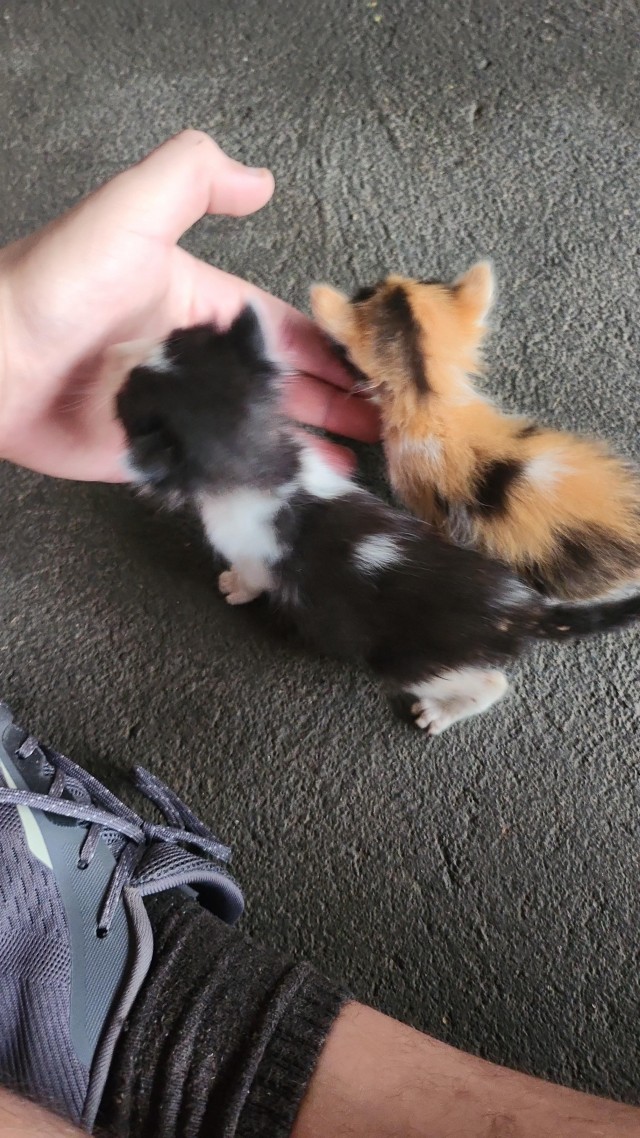 Подобрашки, 2 шт. (котовторник)