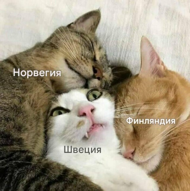 Картинки для деградации 228 (разной степени свежести)