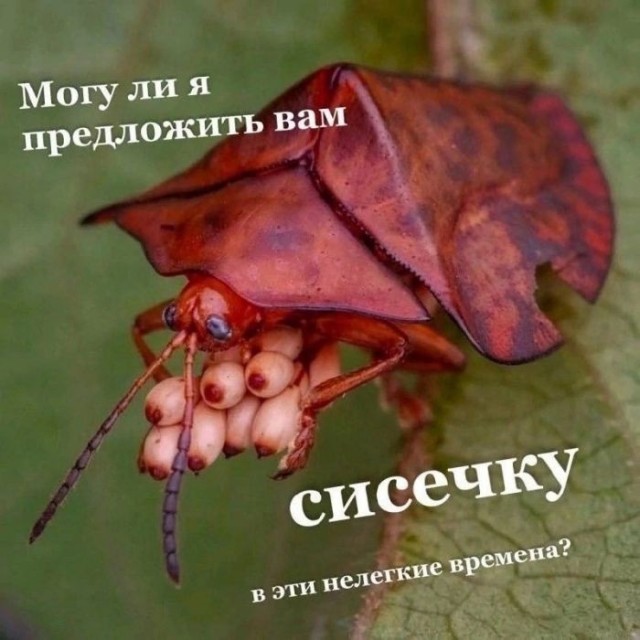 Картинки для деградации 249 (разной степени свежести)