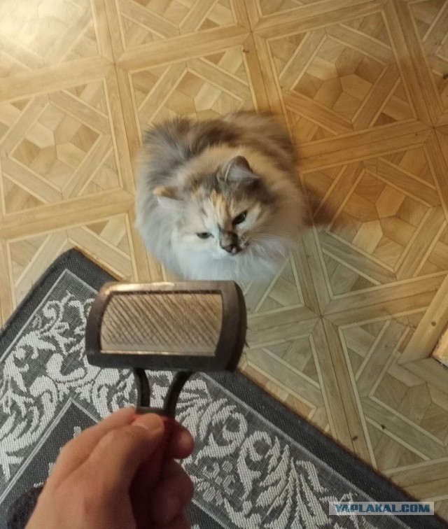Котовторник 29.09.2026