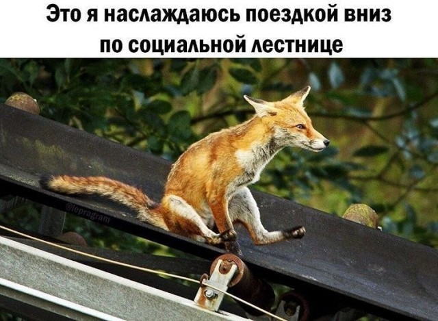 Картинки для деградации 293 (разной степени свежести)