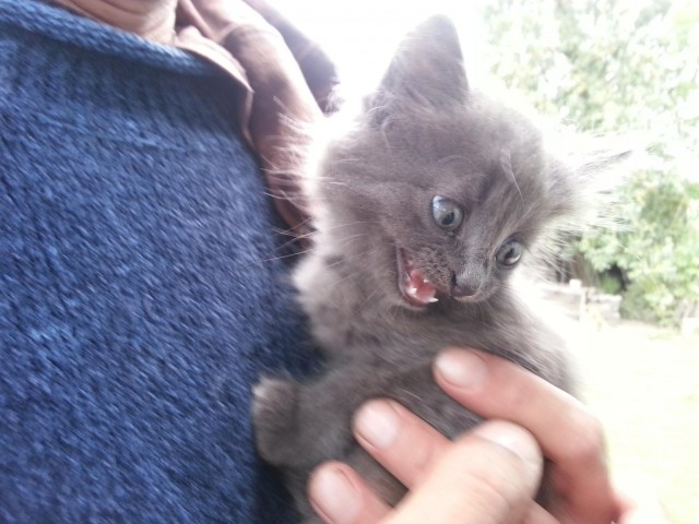 Котовторник на 24.09.2013г