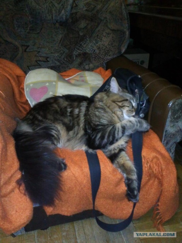 Котовторник  25.03.2014