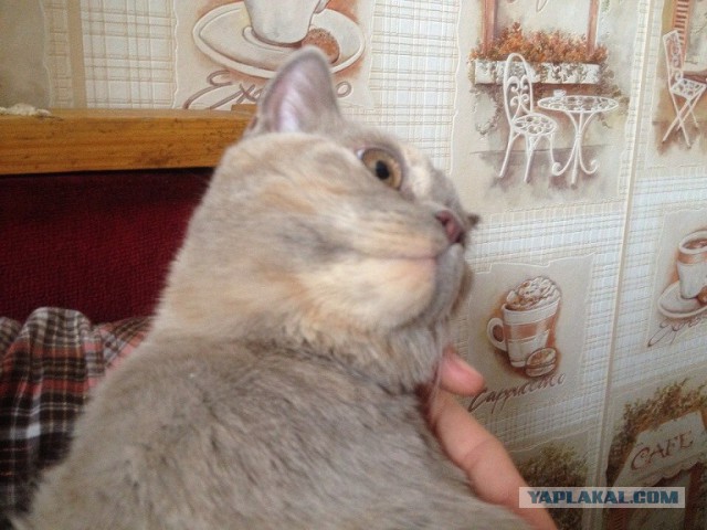 Котовторник  08.04.2014