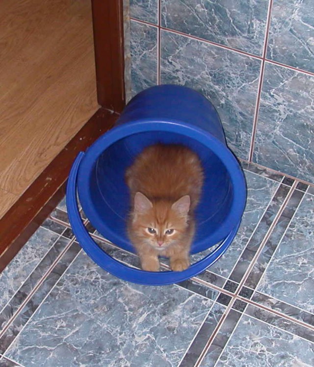 Котовторник 6.05.2014