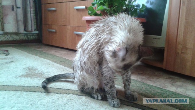 Котовторник 30.09.2014