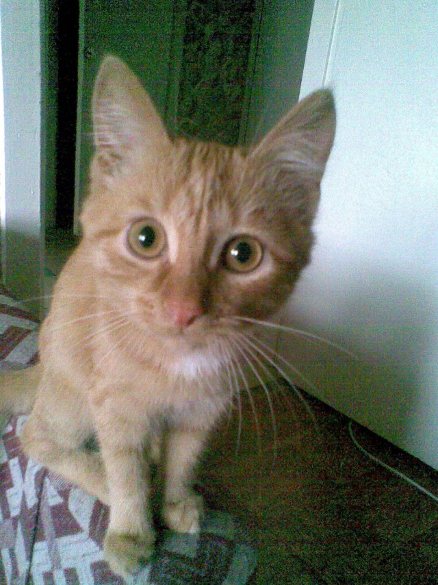 Мой пропавший Кот