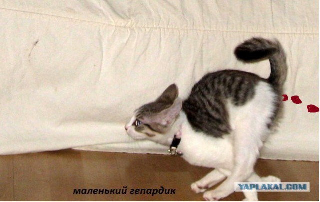 Веселые картинки