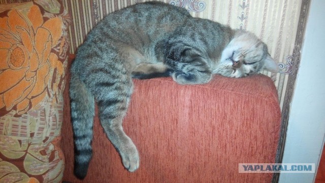 Котовторник 9.12.2014