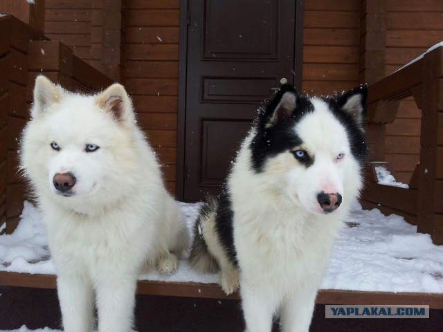 100 самых ценных снимков собак