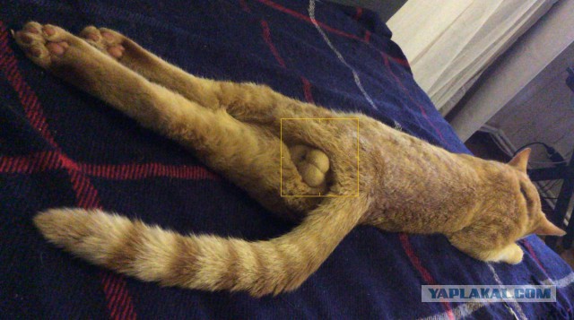 Жизнь как она есть...