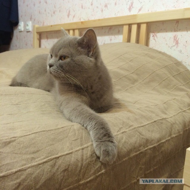 Котовторник наступил!:)