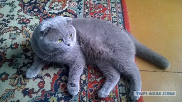 Котовторник 13.10.2015