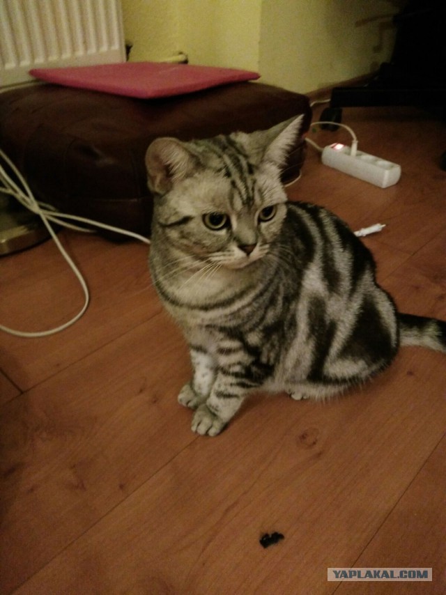 Котовторник 17.11.2015
