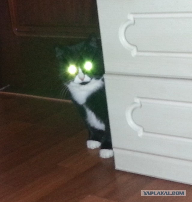 Котовторник 24.11.2015